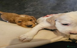 Cocker Spaniel dogs for sale: Beautiful cocker spaniel puppies - Image 14