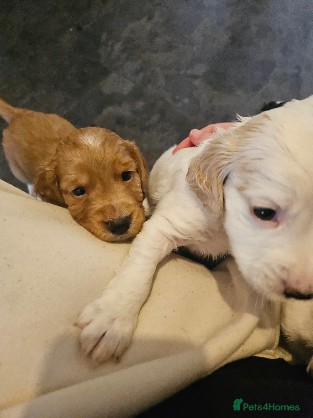Cocker Spaniel dogs for sale: Beautiful cocker spaniel puppies - Image 14