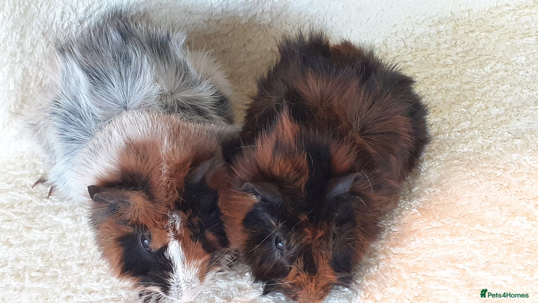 Guinea Pig rodents for sale: Pair bonded brothers  - Image 5