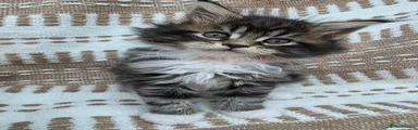 Maine coon Kitten 3