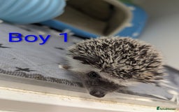 Pygmy Hedgehog rodents for sale: Gorgeous African Pygmy hedgehogs. Lots for sale! - Image 4