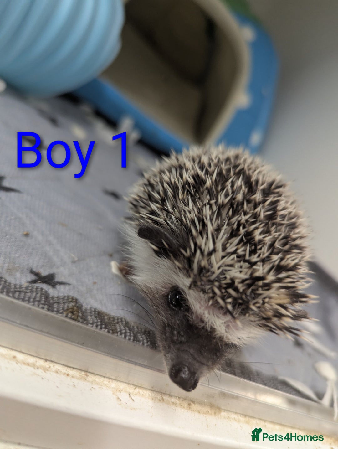 Pygmy Hedgehog rodents for sale: Gorgeous African Pygmy hedgehogs. Lots for sale! - Image 4