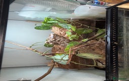 Frog reptiles for sale: 2 X Mossy Frogs and Set Up for sale - Image 5