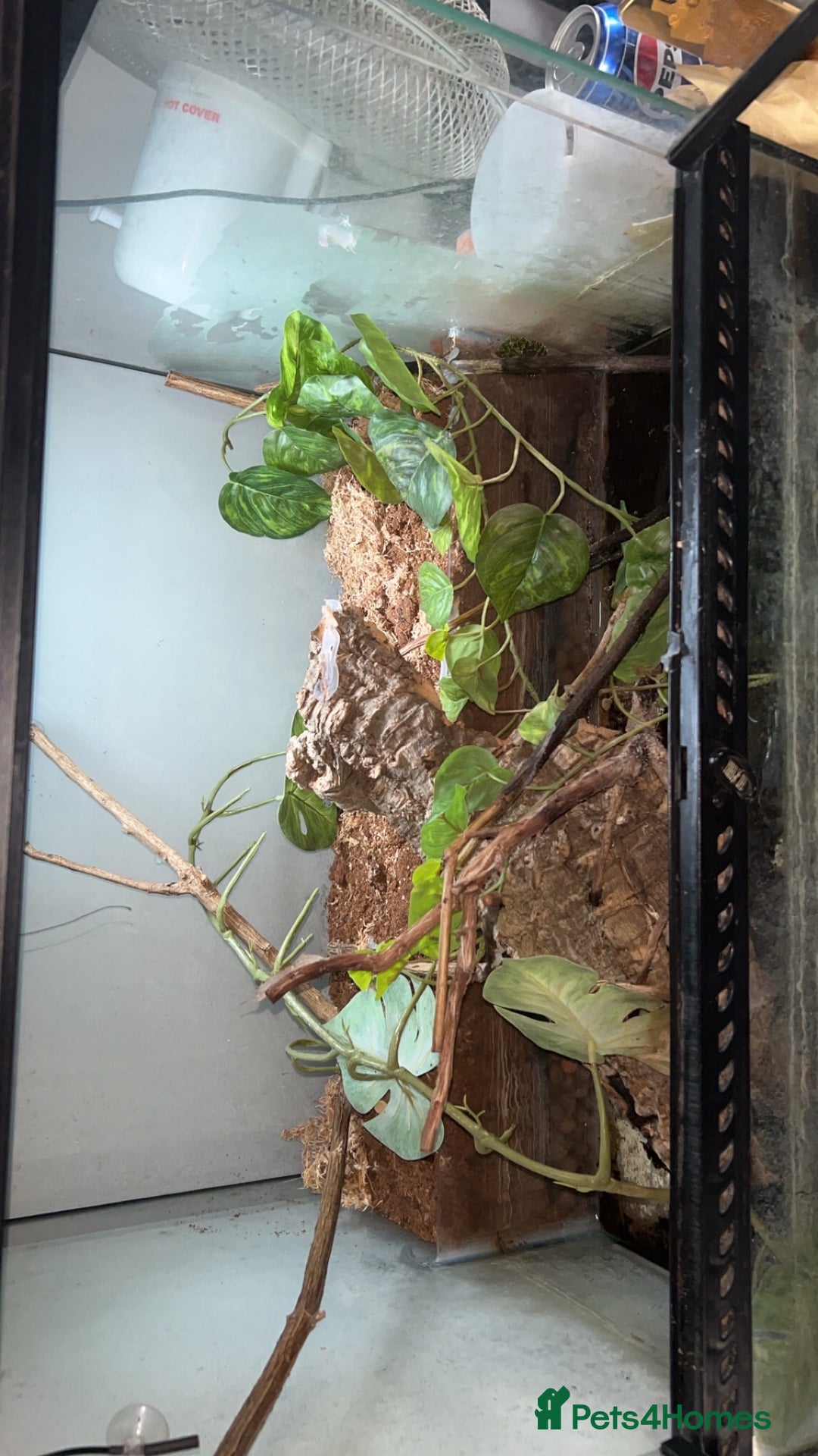 Frog reptiles for sale: 2 X Mossy Frogs and Set Up for sale - Image 5