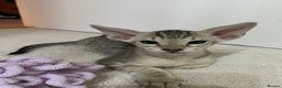 Oriental cats for sale: Beautiful Oriental Kittens for Sale - Advert 37