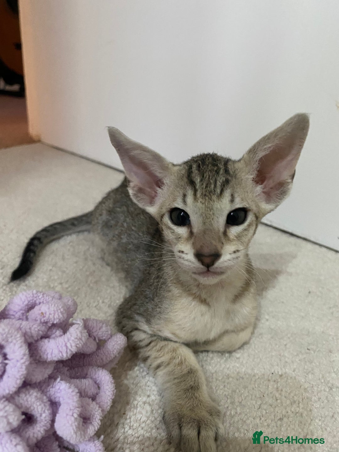 Oriental cats for sale: Beautiful Oriental Kittens for Sale - Advert 37