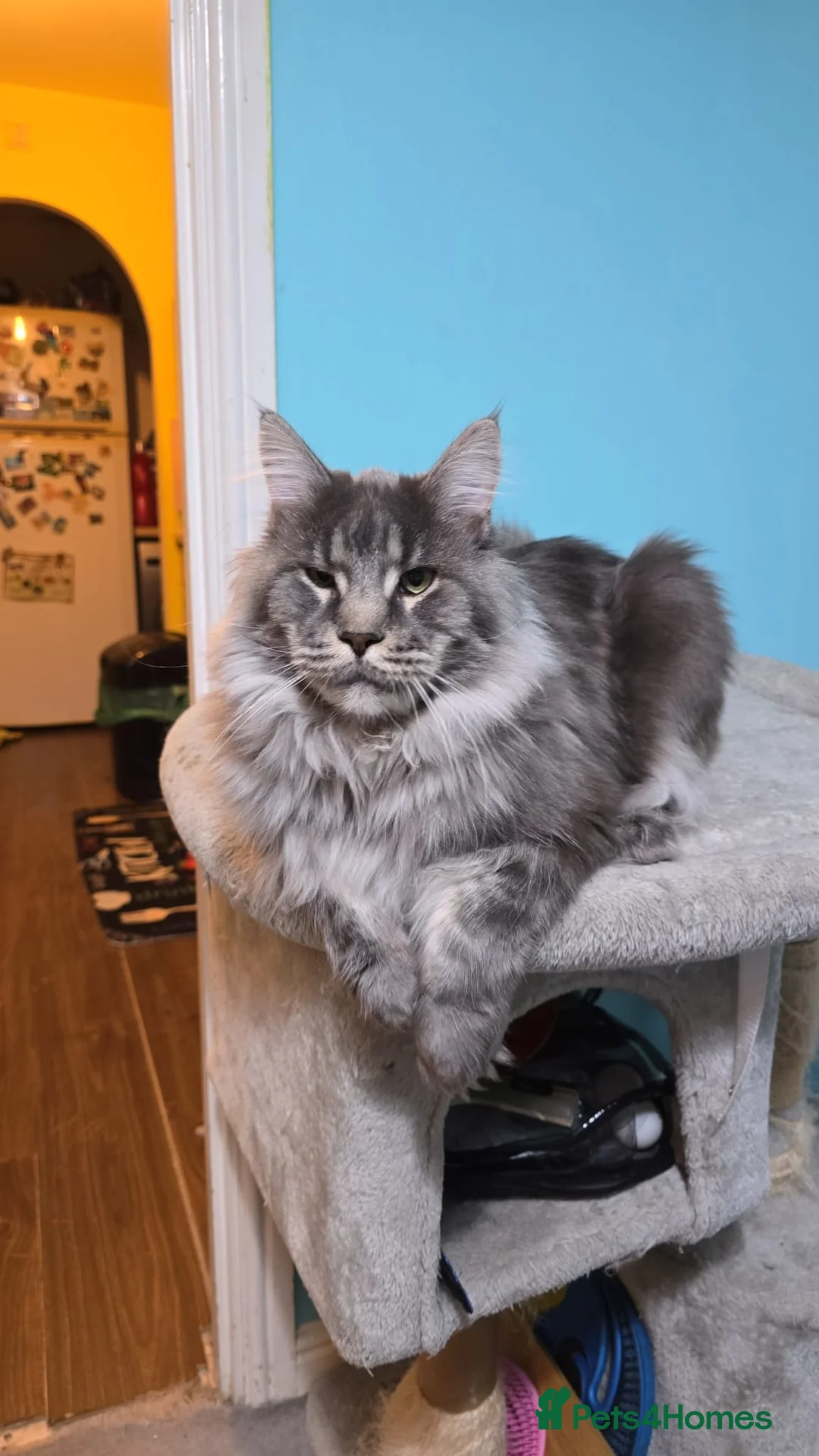 Maine Coon cats for sale: Male Maine Coon  - Advert 1