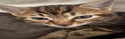 British Shorthair cats for sale: Kitten for sale - Advert 3