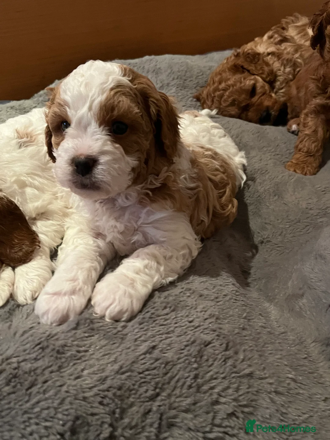 Cavapoo dogs for stud: F1 PROVEN Toy Cavapoo DNA Clear stud in Stafford - Advert 27