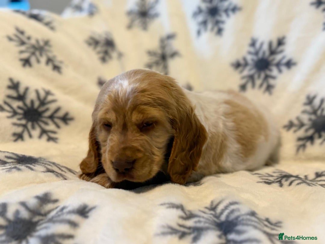 Cocker Spaniel dogs for sale: Cocker pups  - Image 12