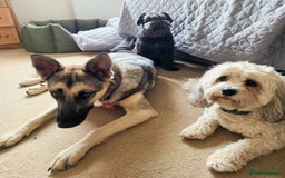 Mixed Breed dogs for adoption: FREYA - Looking for a loving, supportive home. - Image 17