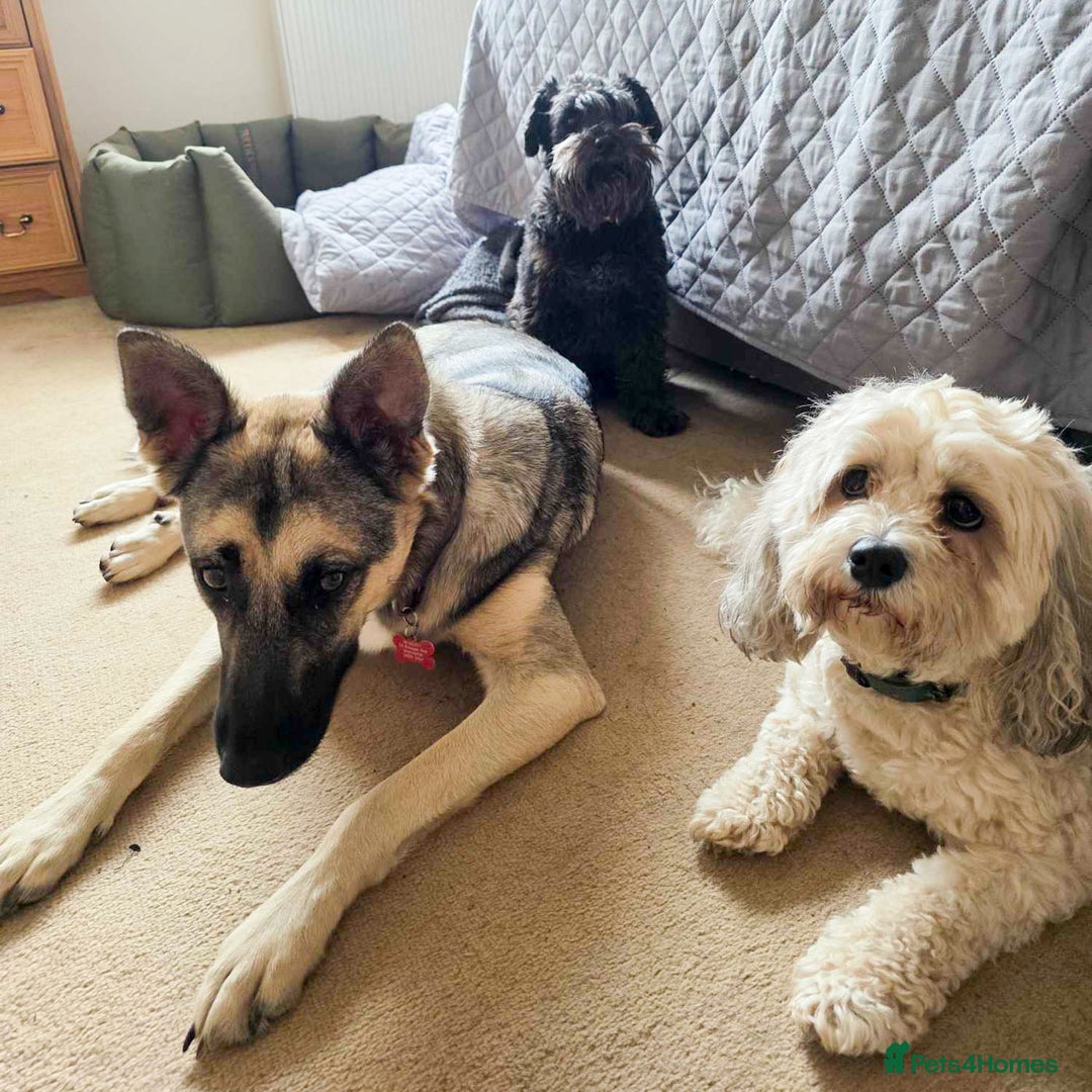 Mixed Breed dogs for adoption: FREYA - Looking for a loving, supportive home. - Image 17