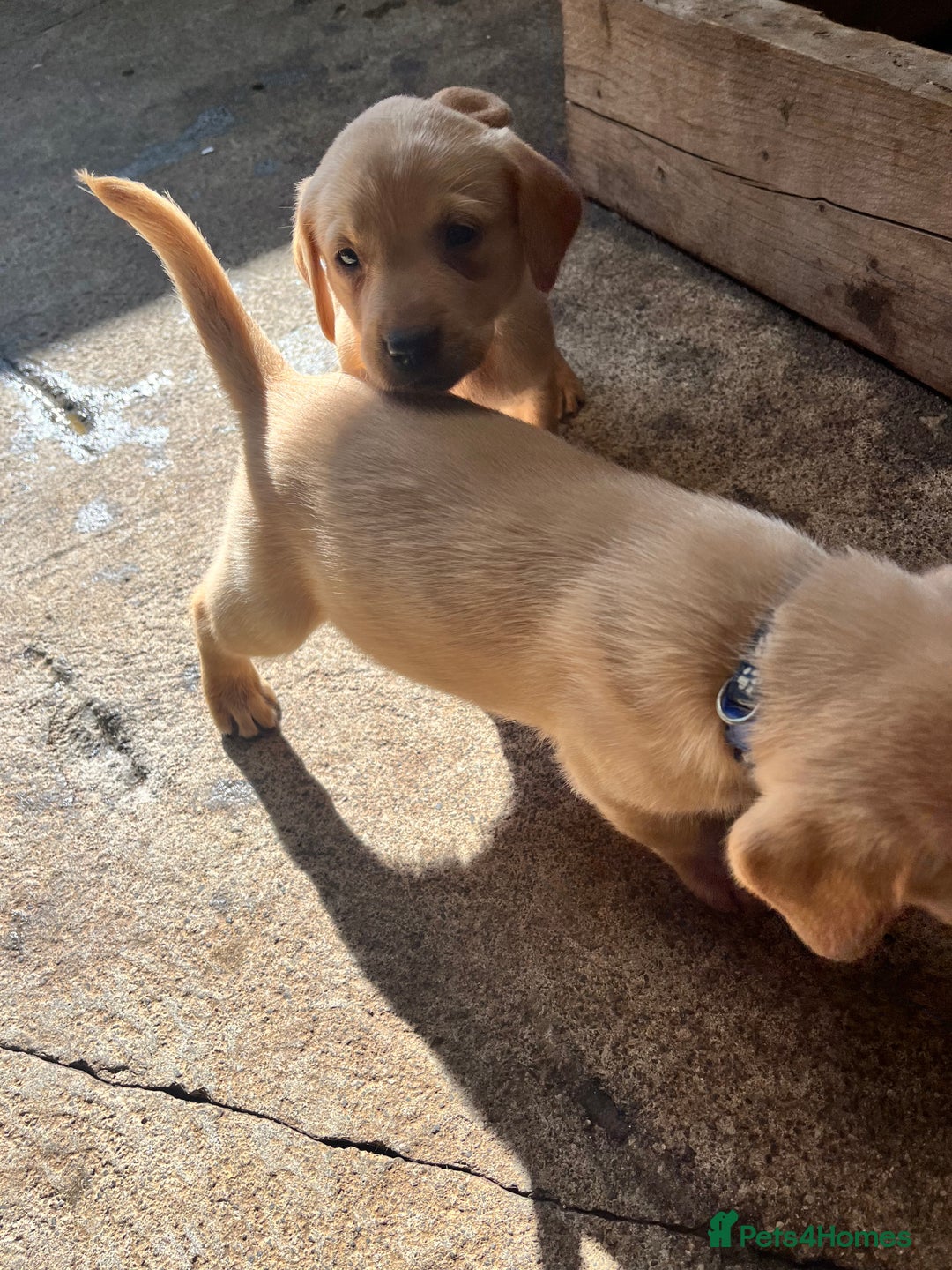 Labrador Retriever dogs for sale: Fox red Labrador puppies  - Image 8