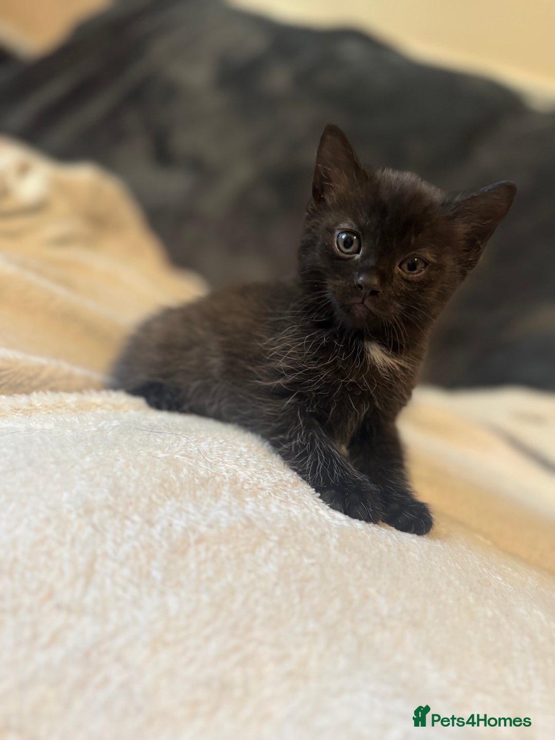 Ragdoll cats for sale: Ragdoll cross domestic shorthaired kittens  - Image 10