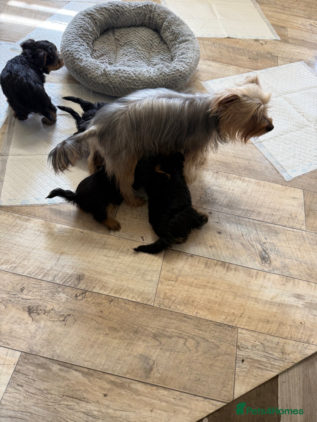 Yorkshire Terrier dogs for sale: Miniature Yorkshire Terrier  - Image 10
