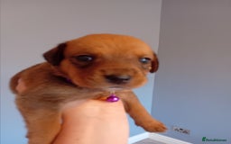 Mixed Breed dogs for sale: Gorgeous rottweiler cross puppies  - Image 27