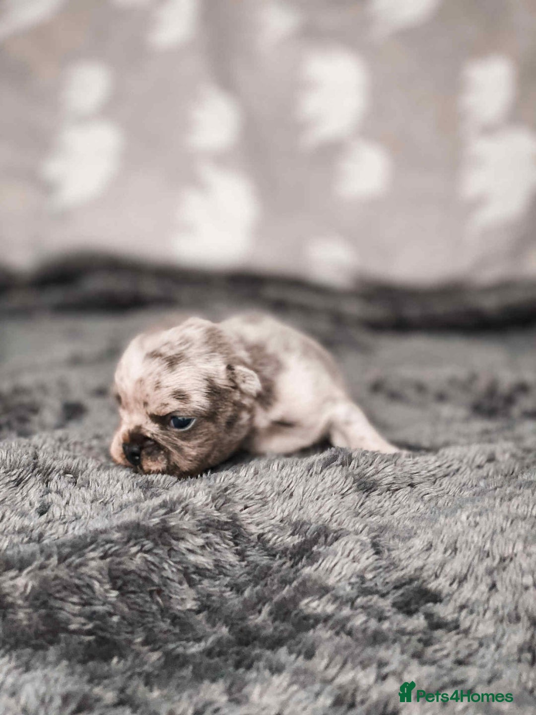 French Bulldog dogs for sale: French Bulldogs - Image 2