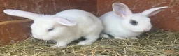 Mixed Breed rabbits for sale: Netherland dwarf x mini lop bunnies - Advert 3