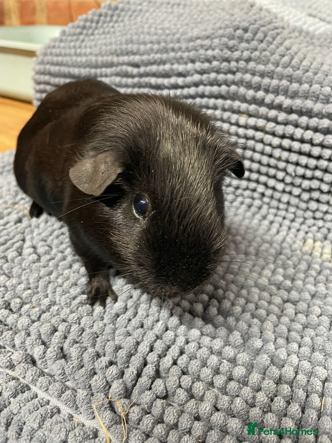 Guinea Pig rodents for sale: Black Smooth Haired Boys - Advert 4