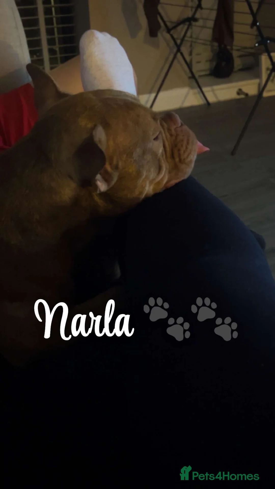 American Bully dogs for sale: Micro Bully Narla  - Advert 4