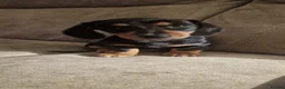 Dachshund dogs for sale: Mini Daxies home bred - Advert 5