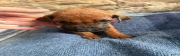 Rhodesian Ridgeback dogs for sale: RHODESIAN RIDGEBACKS KC  - Advert 6
