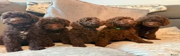 Cockapoo dogs for sale: Cockapoo F1B - Advert 23