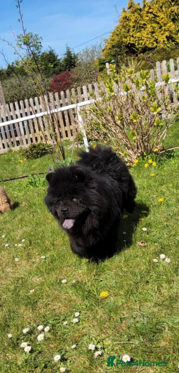 Chow Chow dogs Beautiful chow chow femalr   - Advert 1