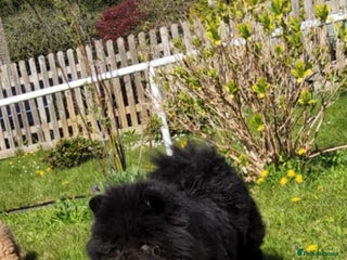 Chow Chow dogs Beautiful chow chow female - Advert 2