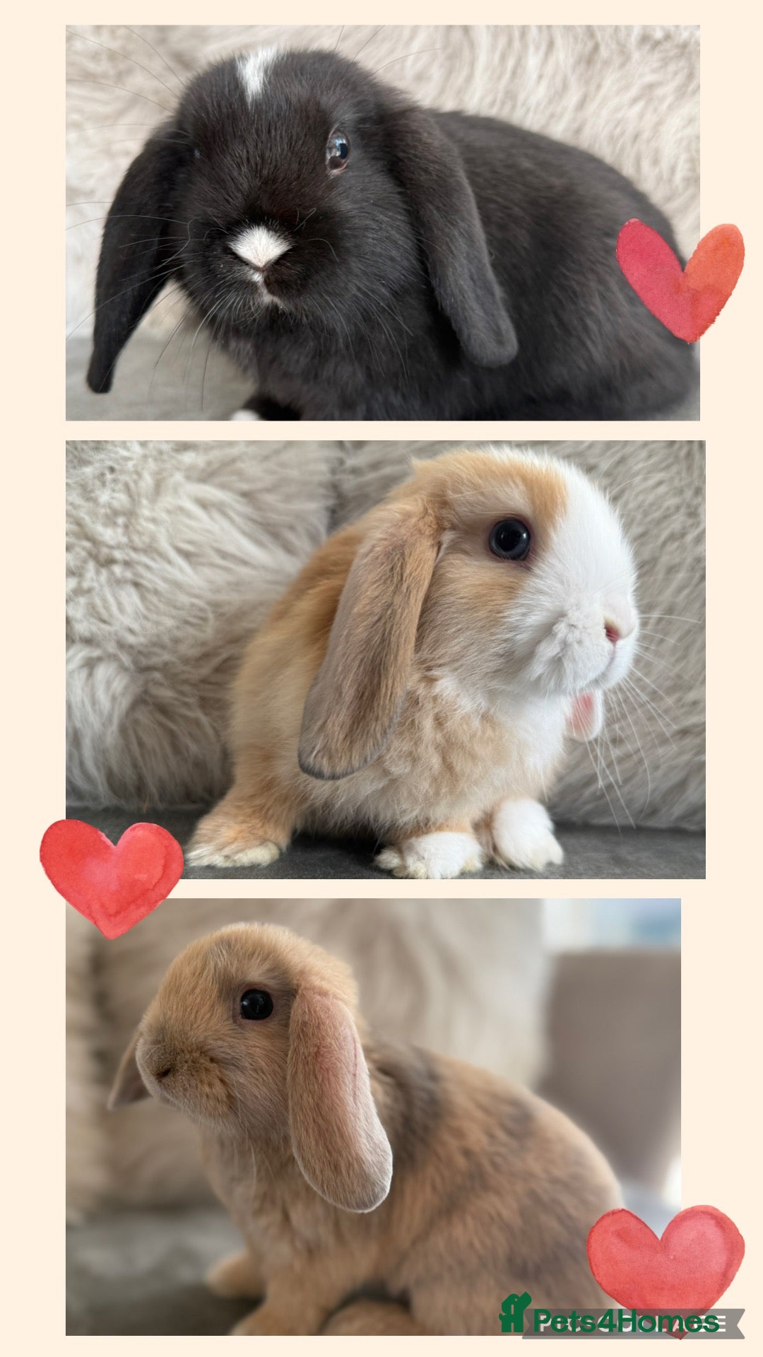 Mini Lop rabbits Lovely Mini Lops  - Advert 4