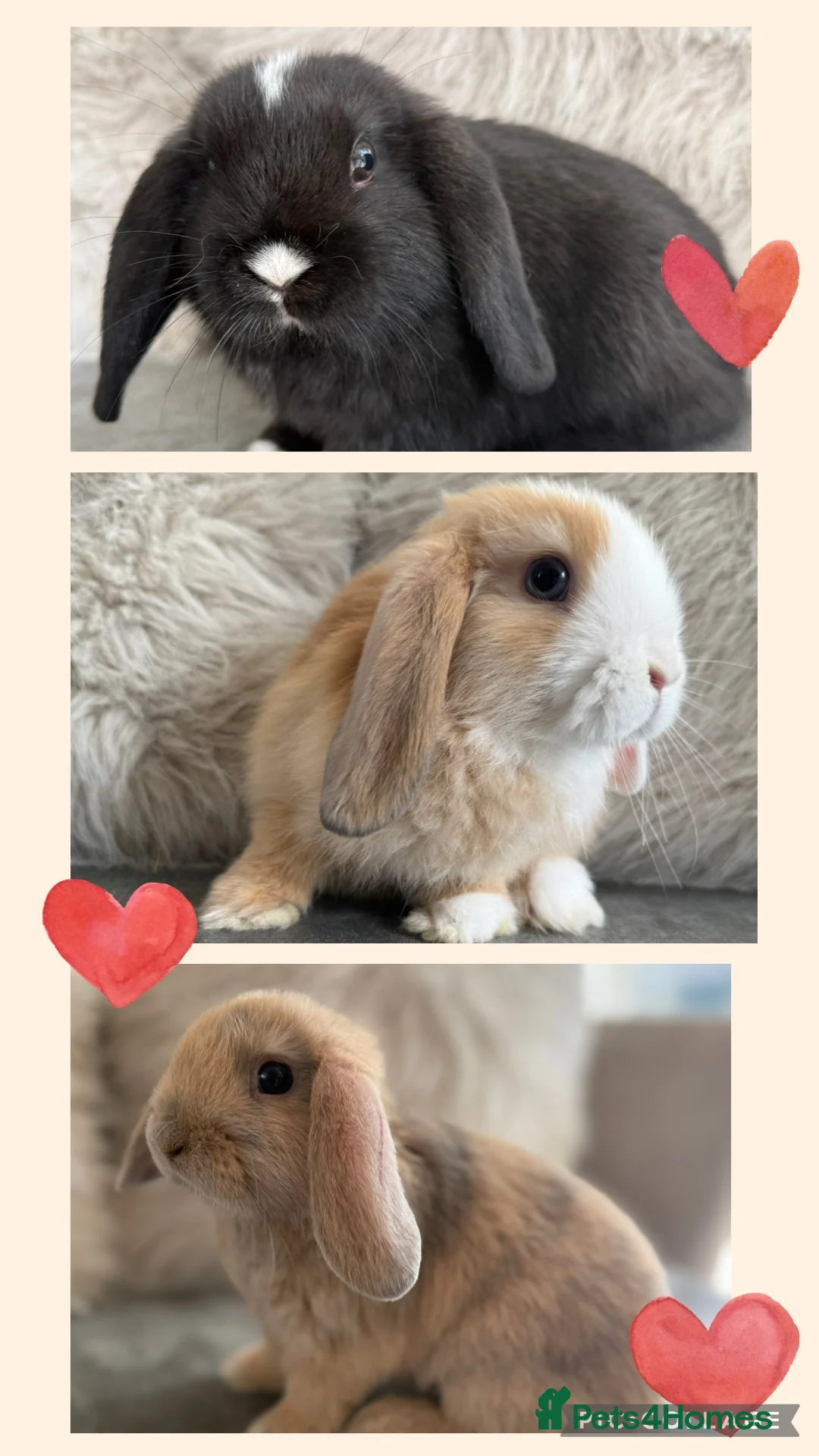 Mini Lop rabbits for sale: Lovely Mini Lops  - Advert 1