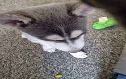 Siberian Husky dogs for sale: 4 lovely husky puppies for sale  - Image 22