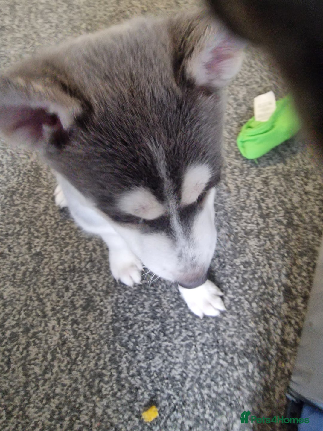 Siberian Husky dogs for sale: 4 lovely husky puppies for sale  - Image 22