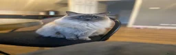 Ragdoll cats for sale: Beautiful five year old Ragdoll  - Advert 1