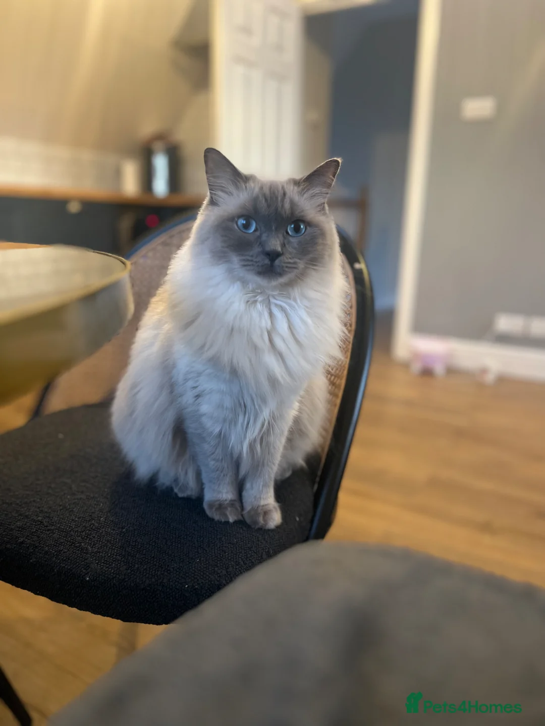 Ragdoll cats for sale: Beautiful five year old Ragdoll  - Advert 1