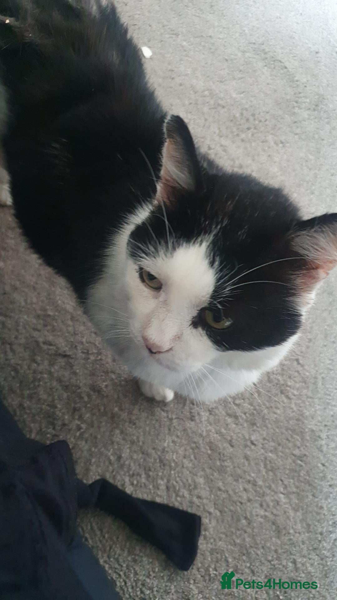 Mixed Breed cats Black and white  - Advert 5
