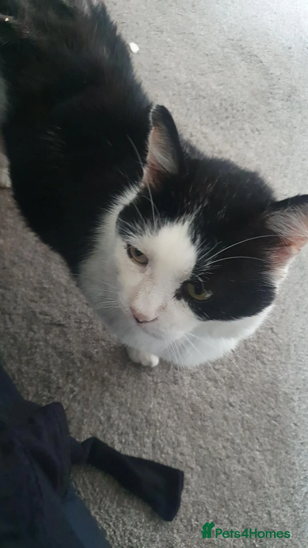 Mixed Breed cats for sale: Black and white  - Advert 1
