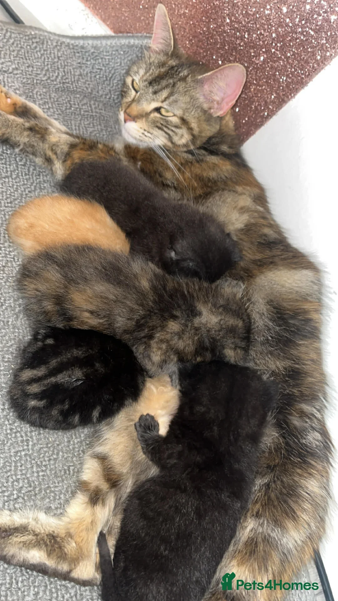 Mixed Breed cats for sale: Sweet Kittens Seeking Forever Families in Camberley - Advert 1