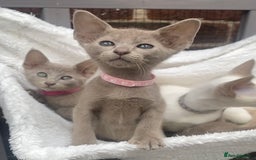 Mixed Breed cats for sale: Oriental X Siamese  - Image 33