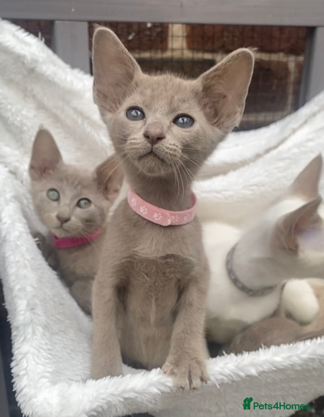 Mixed Breed cats for sale: Oriental X Siamese  - Image 33