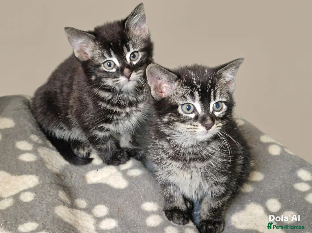 Mixed Breed cats for sale: Bengal Tabby in London - Advert 2