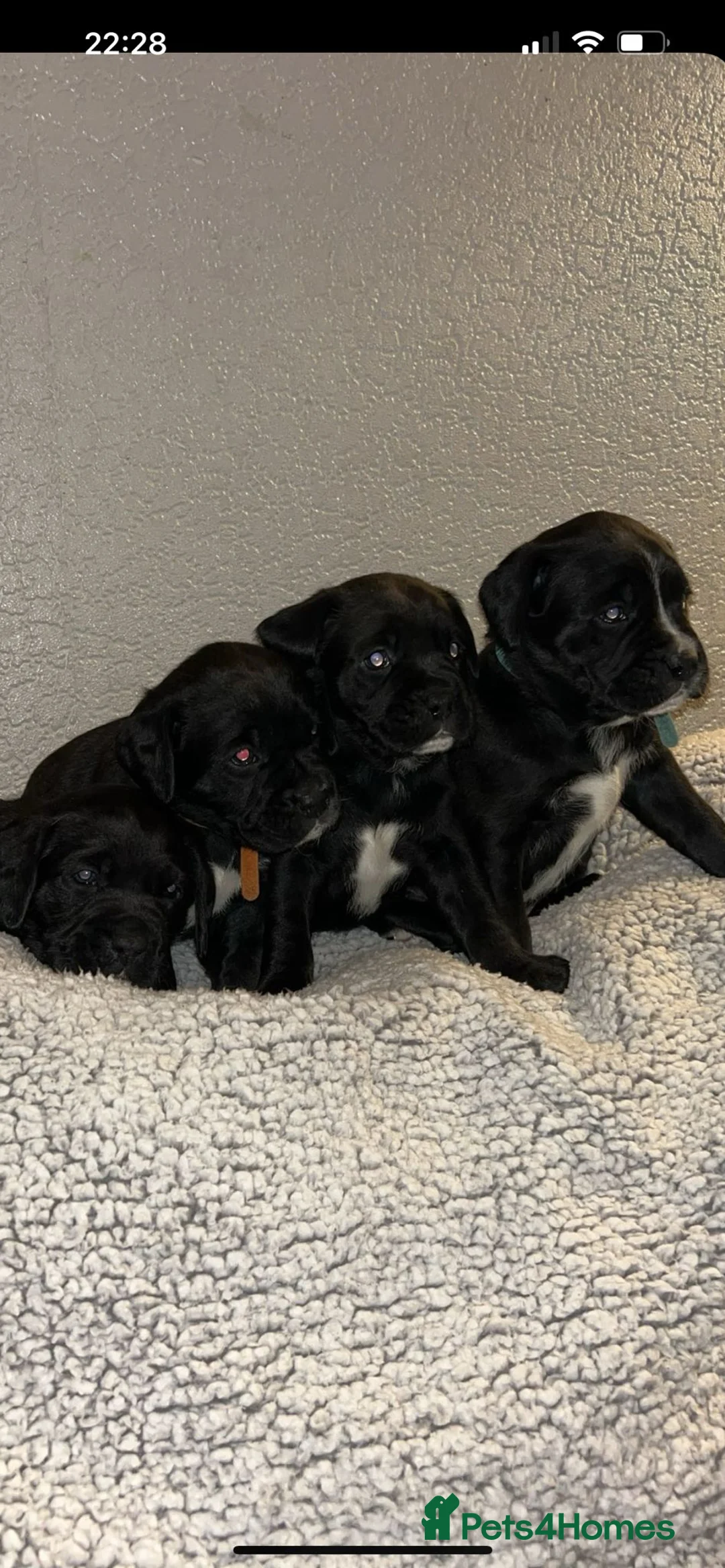Mixed Breed dogs for sale:  Rare breed Boxador puppies  - Advert 1