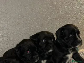 Mixed Breed dogs Rare breed Boxador puppies - Advert 1