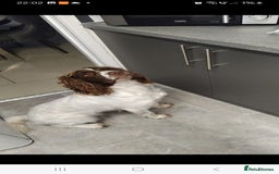 English Springer Spaniel dogs for sale: 🔥Seriously well bred springer spaniel pups - Advert 2