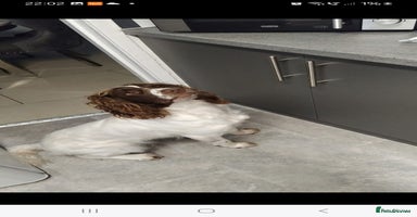 English Springer Spaniel dogs 🔥Seriously well bred springer spaniel pups - Advert 3