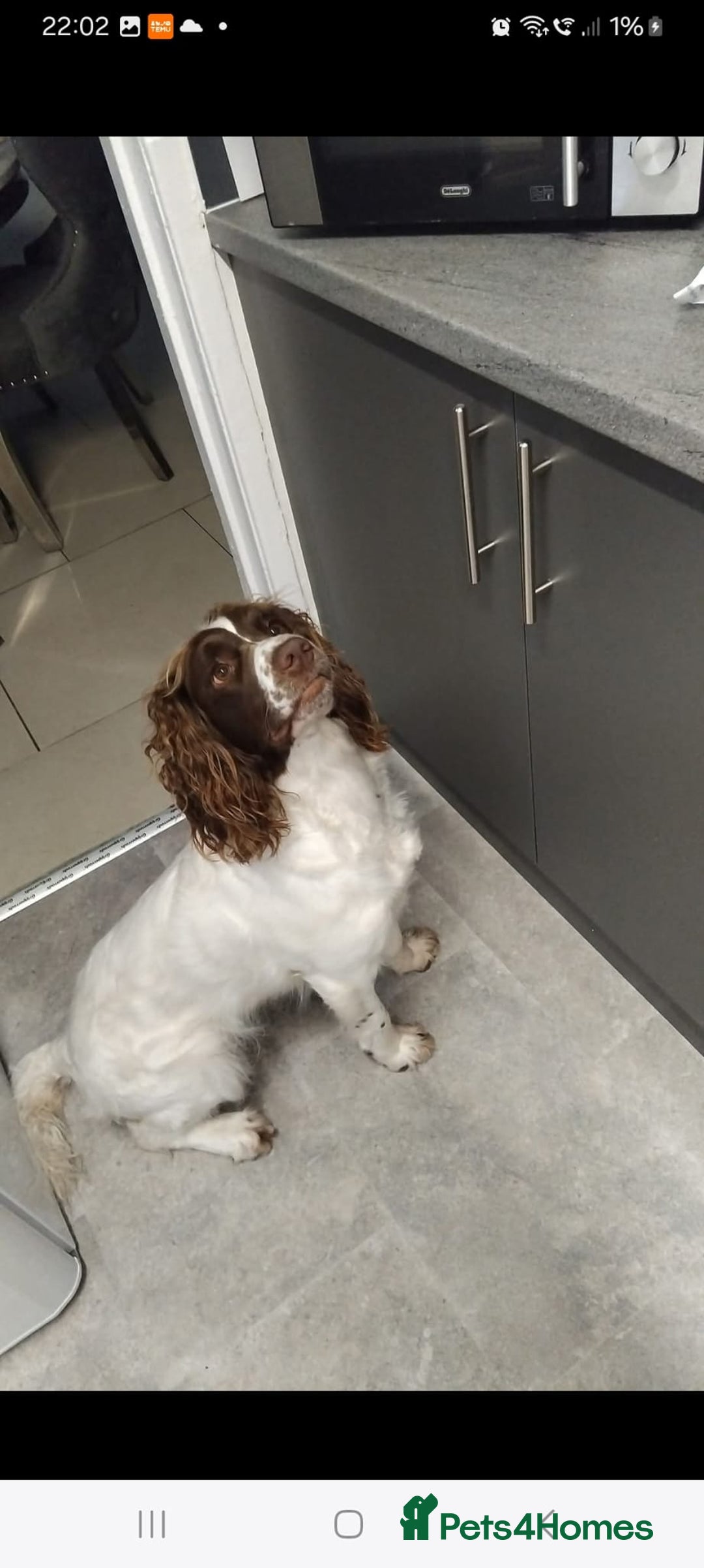 English Springer Spaniel dogs for sale: 🔥Seriously well bred springer spaniel pups - Advert 2
