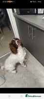 English Springer Spaniel dogs 🔥Seriously well bred springer spaniel pups - Advert 5