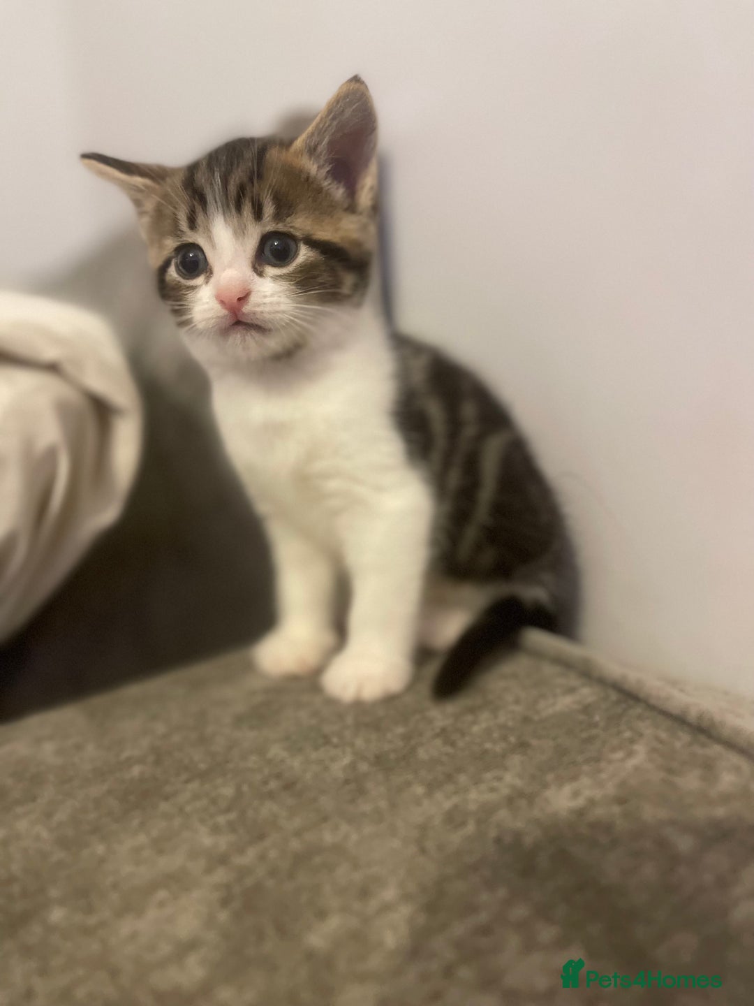 Mixed Breed cats for sale: Two female kittens for sale  - Advert 3