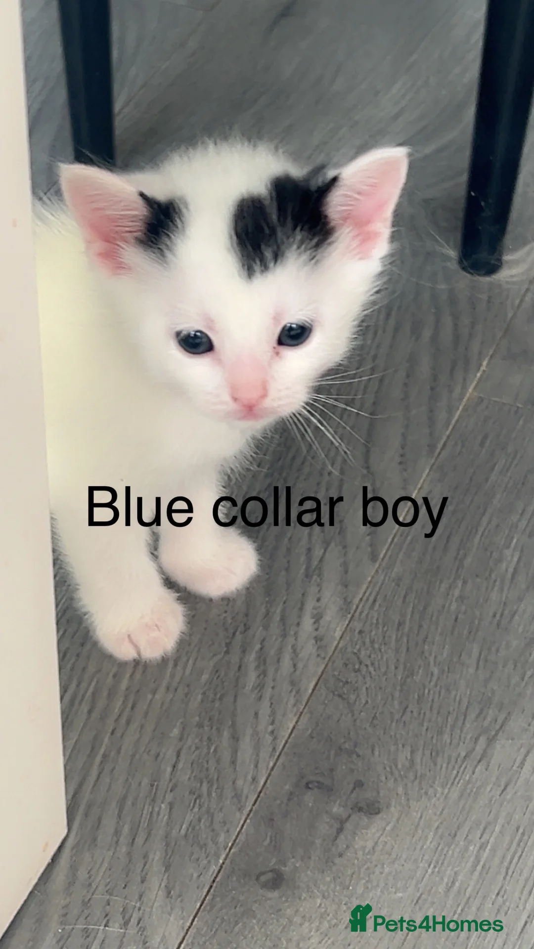 Khao Manee cats for sale: Mix breed  - Advert 23