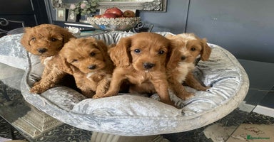 Cavapoo dogs - Advert 4